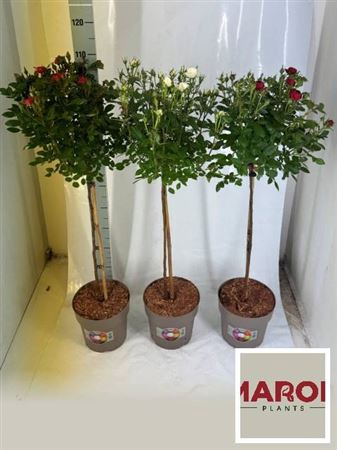 <h4>Rosa St Mixkar</h4>