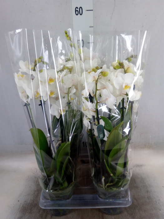 <h4>Phalaenopsis multi.   ...white</h4>