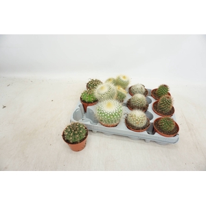 CACTUS GEM