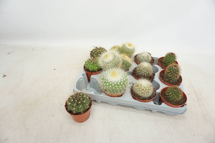 <h4>CACTUS GEM</h4>