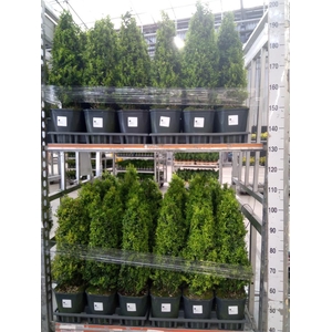 Buxus semp.   ...