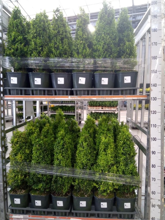 <h4>Buxus semp.   ...</h4>