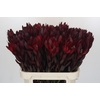 Leucadendron Saf Sunset Dark R.