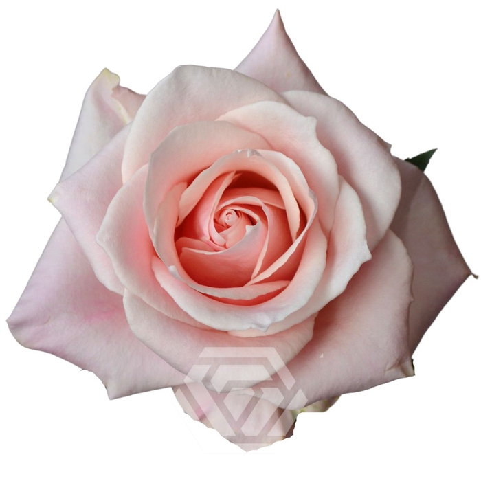 <h4>R GR SWEET BLISS</h4>