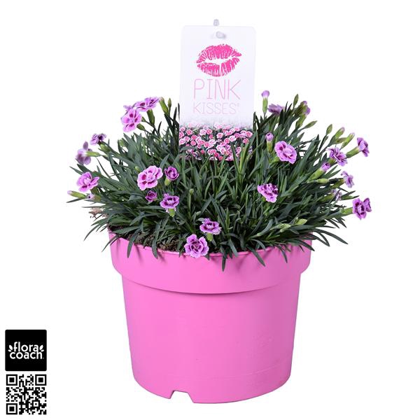 <h4>Dianthus 'Pink Kisses'</h4>