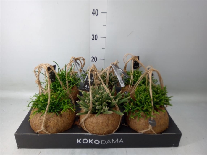 <h4>Rhipsalis ...mix</h4>