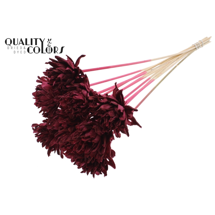 <h4>Shola Slice Pine 6cm on stem Burgundy</h4>