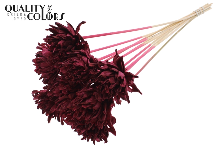 Shola Slice Pine 6cm on stem Burgundy