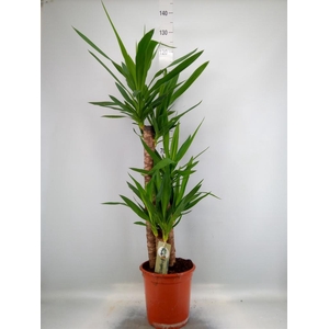 Yucca   ...