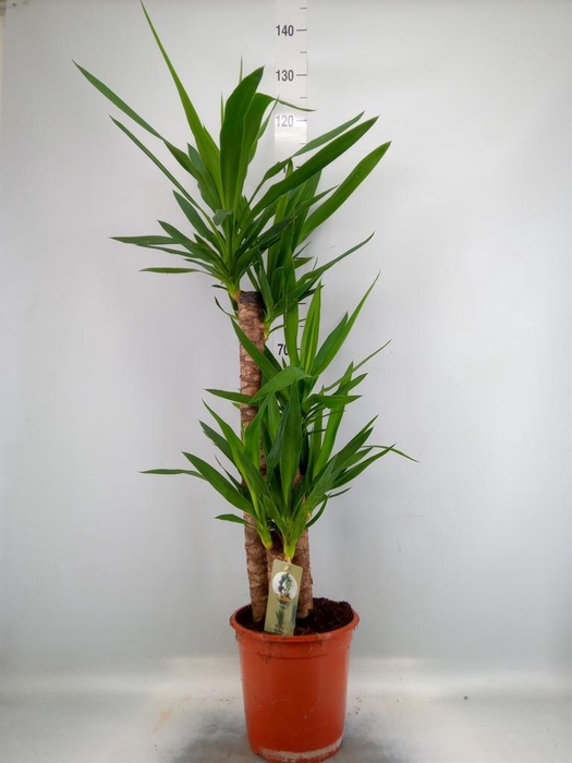 <h4>Yucca   ...</h4>