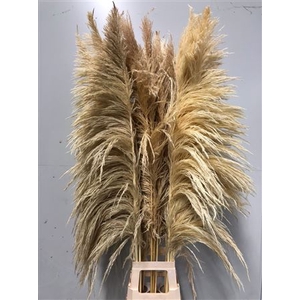 Cortaderia Bleached