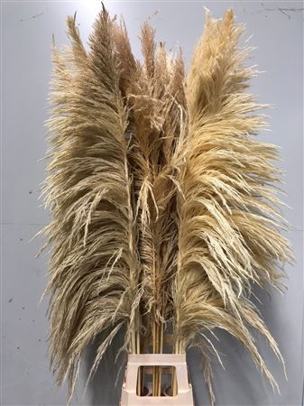 <h4>Cortaderia Bleached</h4>