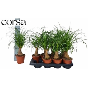 BEAUCARNEA RECUR