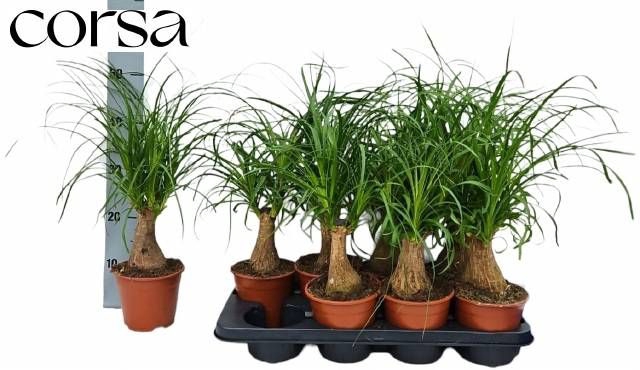 <h4>BEAUCARNEA RECUR</h4>