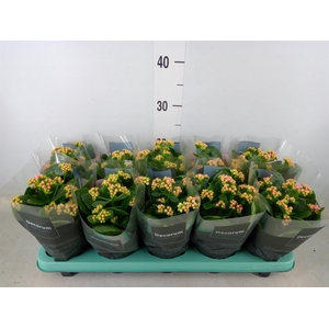 Kalanchoe blos. 'Serenity Prp whit'