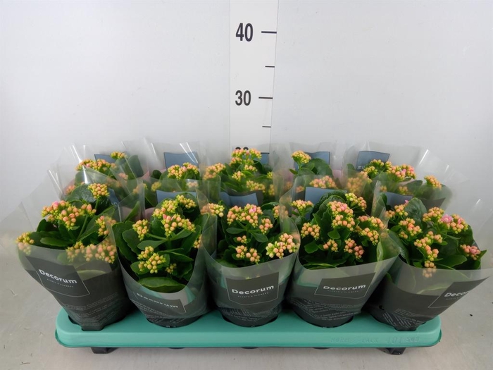 <h4>Kalanchoe blos. 'Serenity Prp whit'</h4>