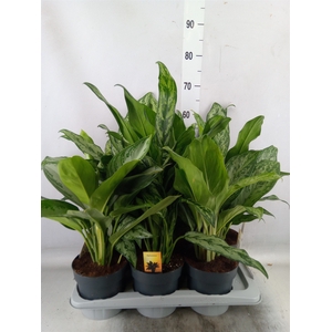 Aglaonema   ...mix