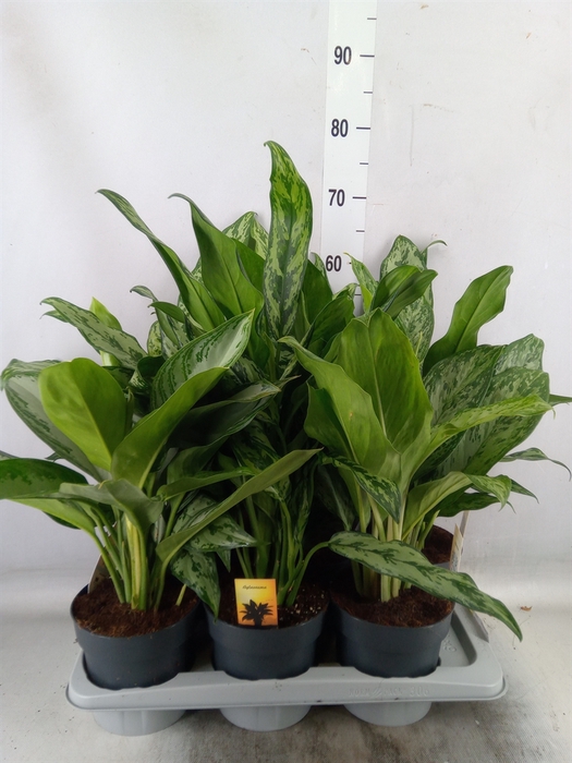 <h4>Aglaonema   ...mix</h4>