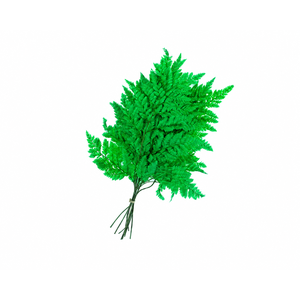 Dried Bleached Leatherleaf Green