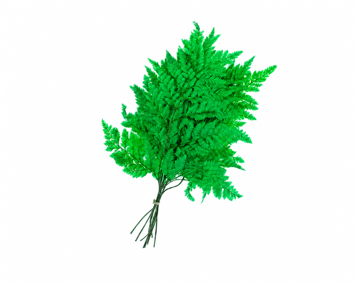 <h4>Dried Bleached Leatherleaf Forest Green</h4>