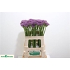 Allium Violet Beauty