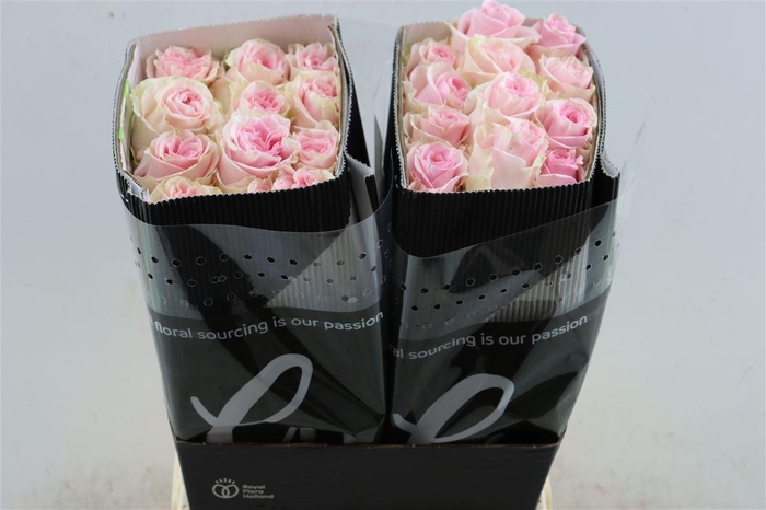 <h4>R Gr Duchesse</h4>