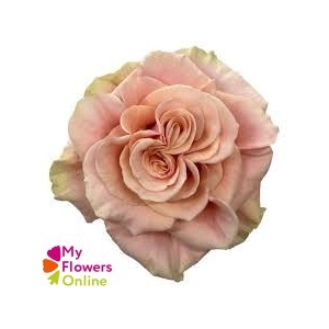 R Gr Phoenix Peach 60cm EC
