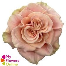 <h4>R Gr Phoenix Peach 60cm EC</h4>