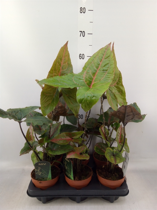 <h4>Cyrtosperma johnstonii</h4>