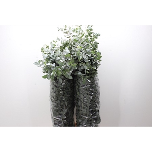 Dec Euc Cinerea 140cm Per Tak