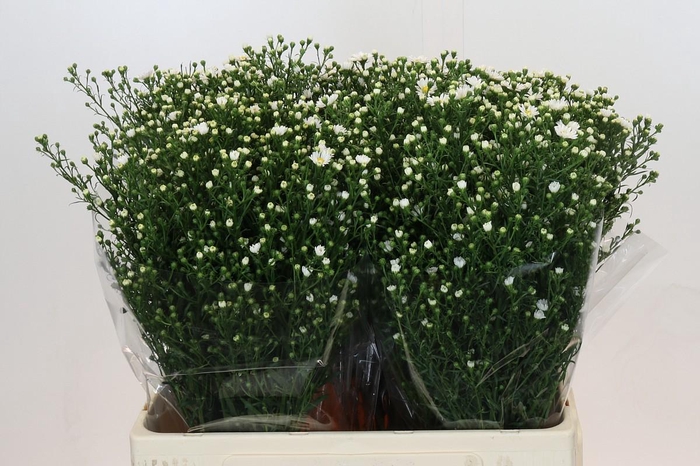 <h4>Aster Paquita</h4>