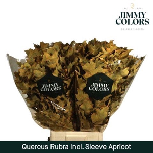 Quercus Rubra sleeve L80 Apricot