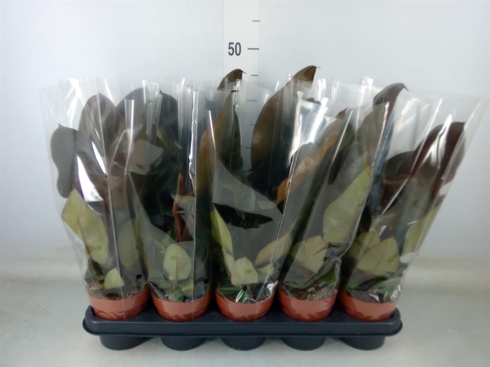 <h4>Philodendron   ...</h4>