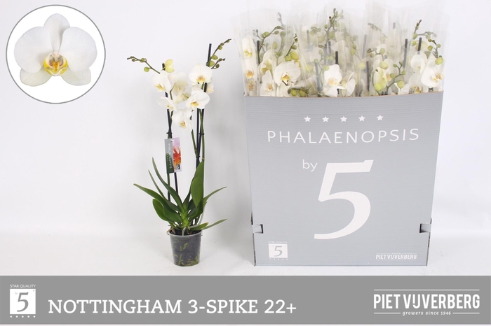 <h4>PHAL OV WIT</h4>