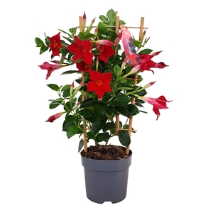 Mandevilla am. 'Sundav Red'