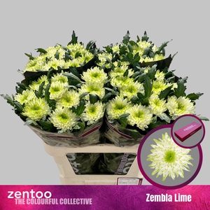 CHR G ZEMBLA LIME