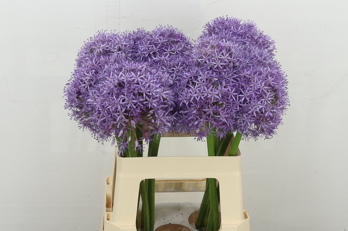 <h4>Allium Globemaster</h4>