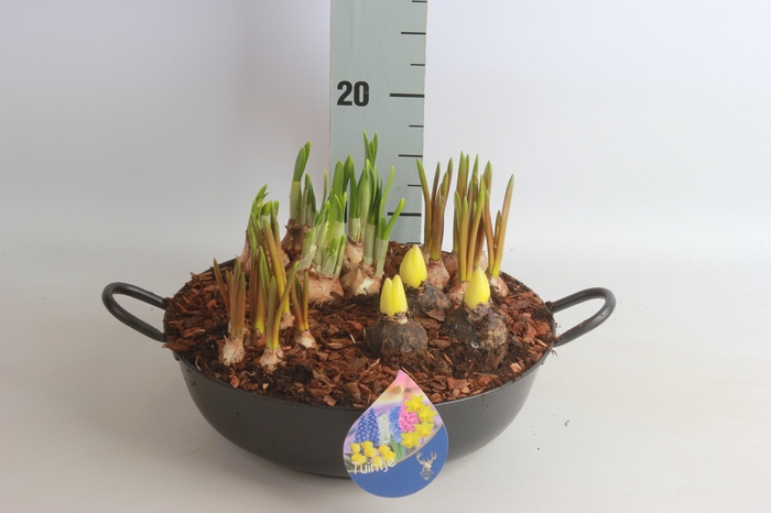 <h4>ARR BOL KNOLGEWAS</h4>