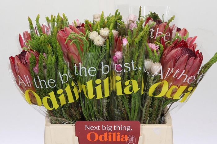 BQ Protea Silvia SFB