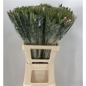 Clarkia Pink