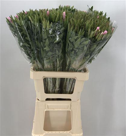 <h4>Clarkia Pink</h4>