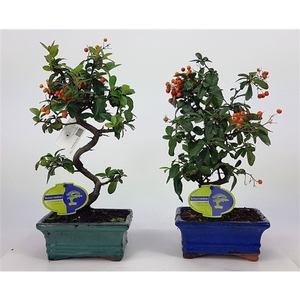 Pyracantha angustfolia 16cm