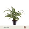 Aglaonema Cutlass