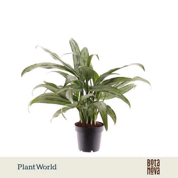 Aglaonema Cutlass