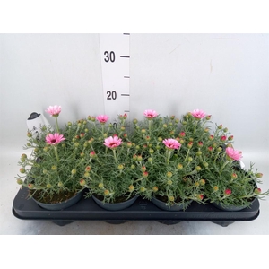 Rhodanthemum hosm. 'Zagora Pink'