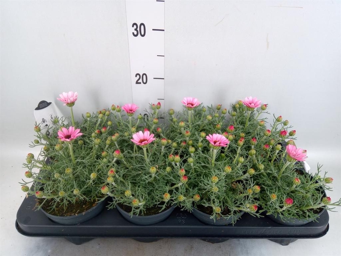 <h4>Rhodanthemum hosm. 'Zagora Pink'</h4>