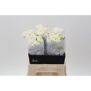 Ran White Ecu 40cm