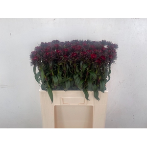 DI BARB B DIEP ROOD