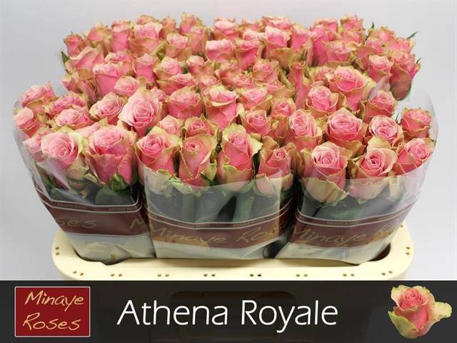 <h4>R Gr Athena Royale Minaye</h4>