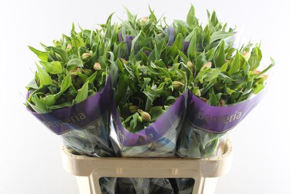 <h4>Alstr Bali (geel)</h4>